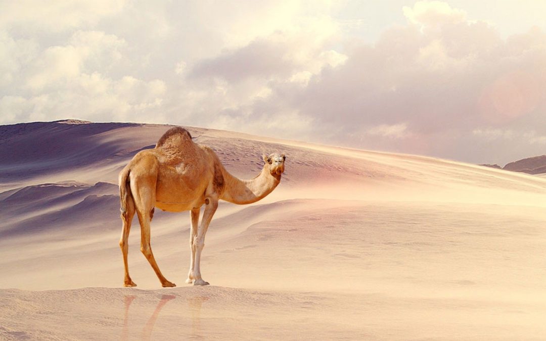 Do Unicórnio ao Camelo: O quê podemos nos atentar em nossas Startups