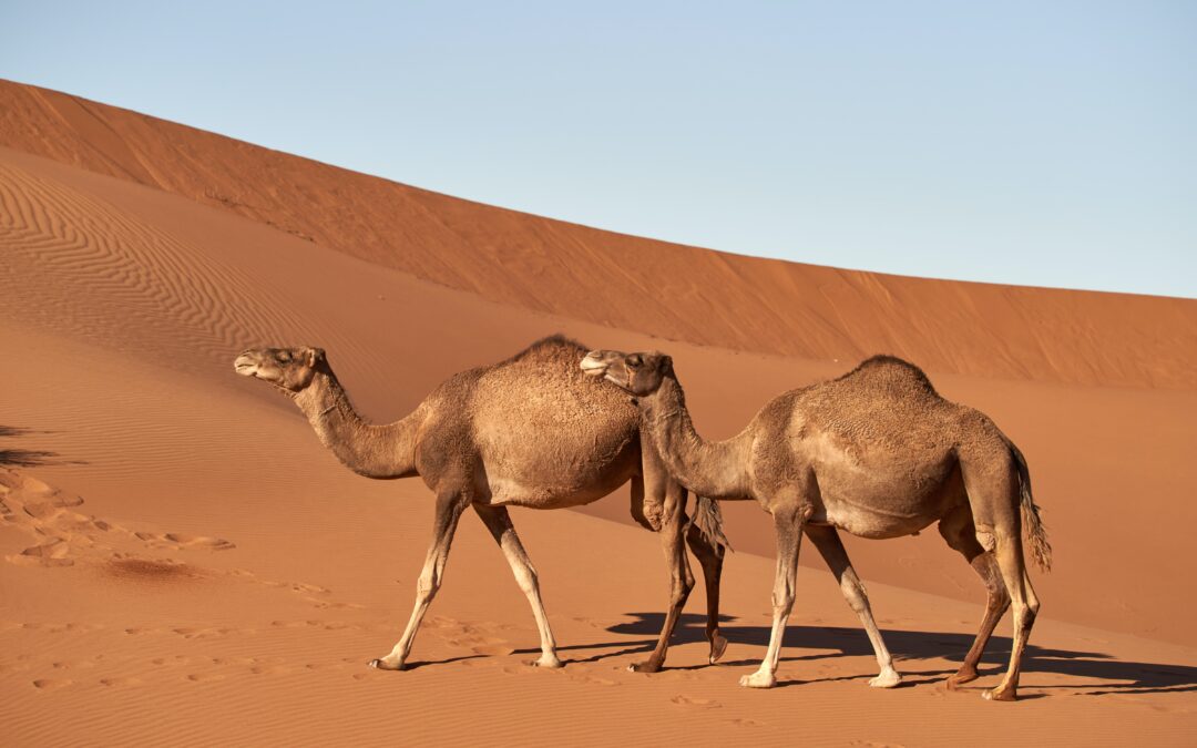 Momento é de investir em startups camelos ou possiveís unicórnios?