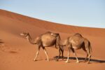 Momento é de investir em startups camelos ou possiveís unicórnios?